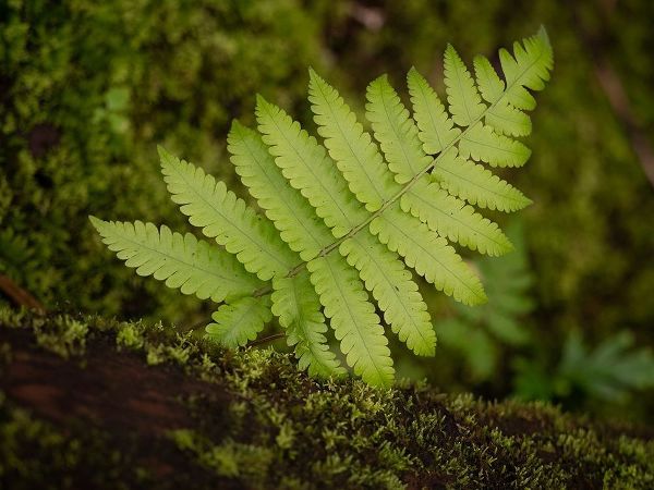 Fiji-Taveuni Island Small fern on a moss-covered log